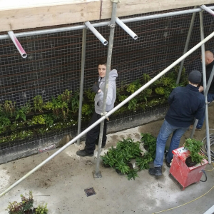 fitzjohns-ave-living-wall-4
