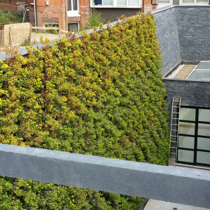 fitzjohns-ave-living-wall-5