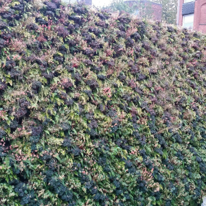 fitzjohns-ave-living-wall-6