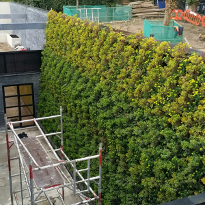 gvgc-green-wall-at-fitzjohns-ave-14