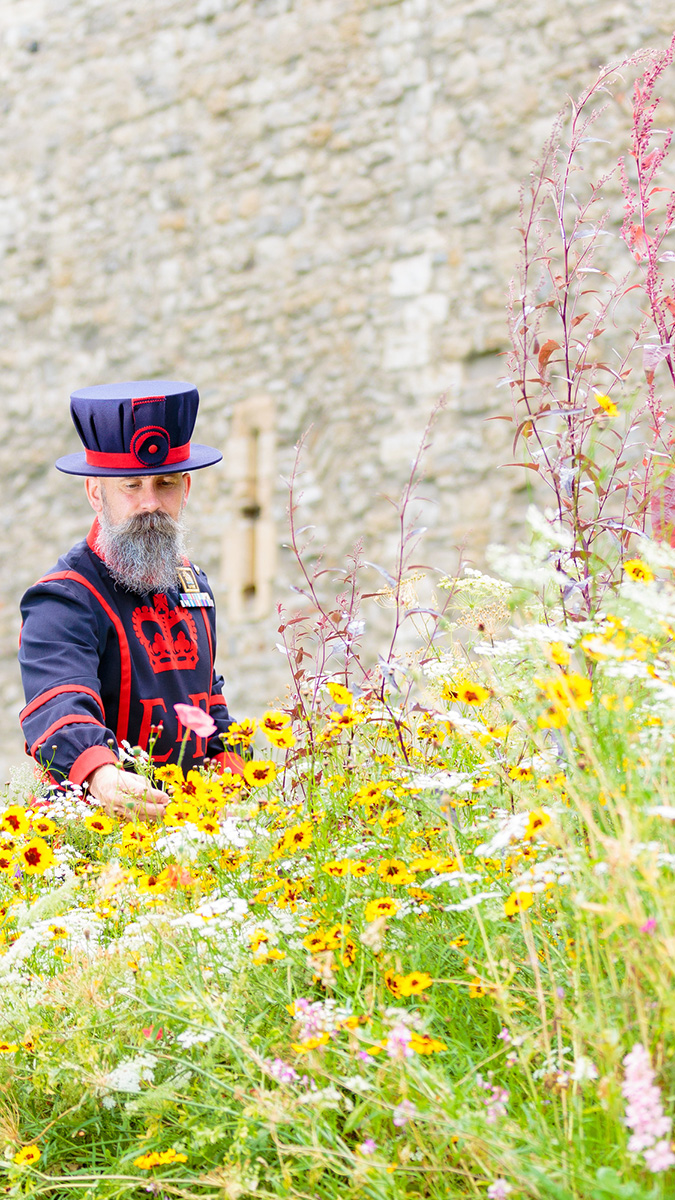 Tower of London - SuperBloom