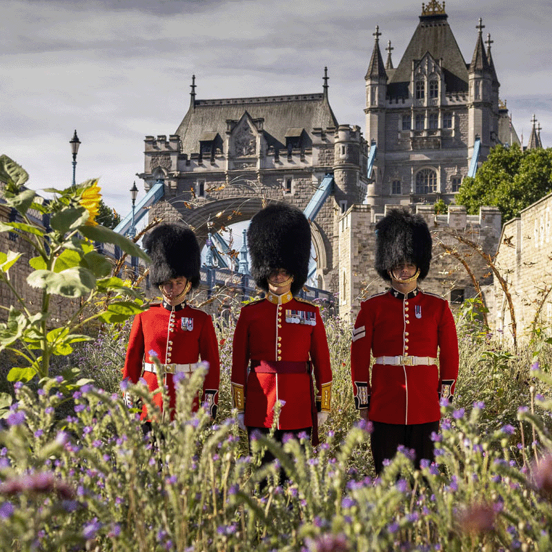 Tower of London SuperBloom